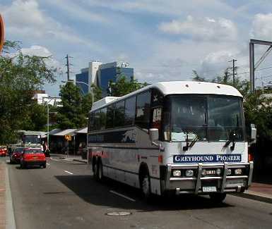 Greyhound Pioneer Landseer