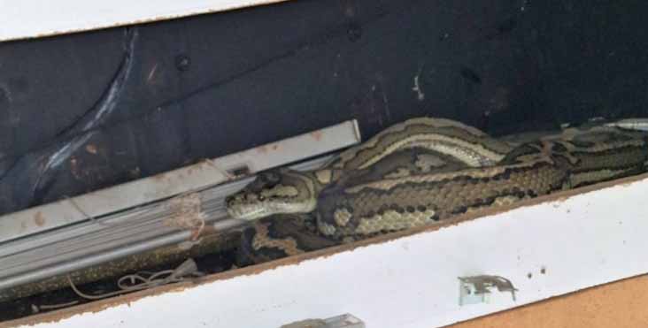 Python aboard Adelaide Metro MAN SL200 PMCSA 1919